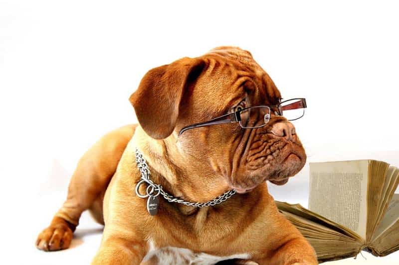 Dog wearing glasses