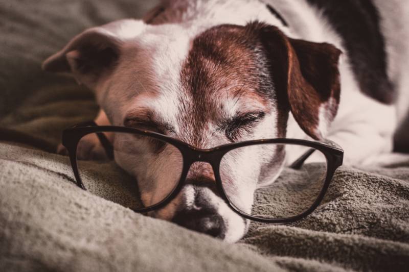 Dog wearing glasses